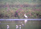 American White Pelican (31)