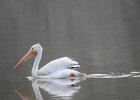 American White Pelican (32)