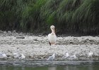 American White Pelican (33)