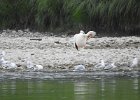 American White Pelican (34)