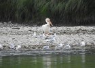 American White Pelican (35)