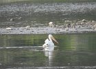 American White Pelican (36)