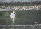 American White Pelican (37)