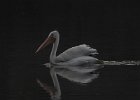American White Pelican (38)