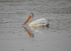 American White Pelican (39)