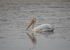 American White Pelican (40)