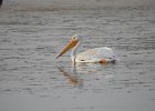 American White Pelican (41)