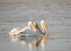 American White Pelican (42)