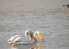 American White Pelican (43)