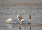 American White Pelican (44)