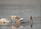 American White Pelican (45)