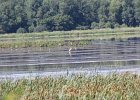 American White Pelican (5)