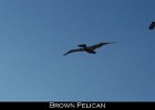 013 - 162 Brown Pelican