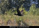 014 - 163 Brandt's Cormorant