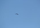 Brandt's Cormorant (2)