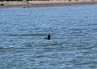 Brandt's Cormorant (3)