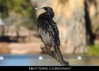 014 - 164 Neotropic Cormorant