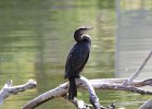 101Neotropic Cormorant