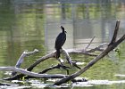 Neotropic Cormorant (1)