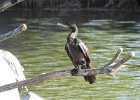 Neotropic Cormorant (10)