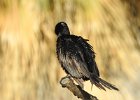 Neotropic Cormorant (13)