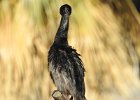 Neotropic Cormorant (14)