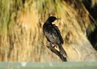 Neotropic Cormorant (15)