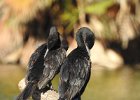 Neotropic Cormorant (16)