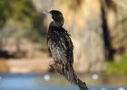 Neotropic Cormorant (17)