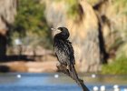 Neotropic Cormorant (18)