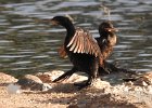 Neotropic Cormorant (19)
