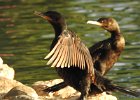 Neotropic Cormorant (20)