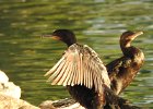 Neotropic Cormorant (21)