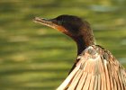 Neotropic Cormorant (22)