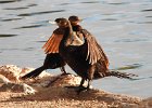 Neotropic Cormorant (24)