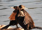 Neotropic Cormorant (25)