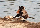 Neotropic Cormorant (26)