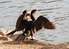 Neotropic Cormorant (27)