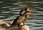 Neotropic Cormorant (28)