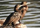 Neotropic Cormorant (29)