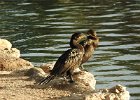 Neotropic Cormorant (30)