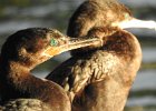 Neotropic Cormorant (32)