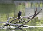 Neotropic Cormorant (4)