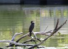 Neotropic Cormorant (7)