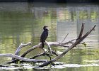 Neotropic Cormorant (8)