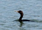 101Double-crested Cormorant (9)