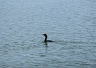Double-crested Cormorant (1)