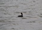 Double-crested Cormorant (10)