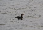 Double-crested Cormorant (11)