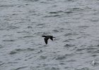 Double-crested Cormorant (12)